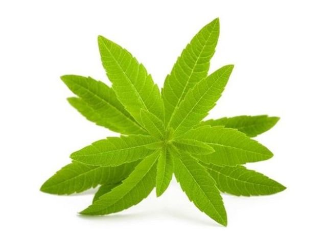 Lemon Verbena Bunch 