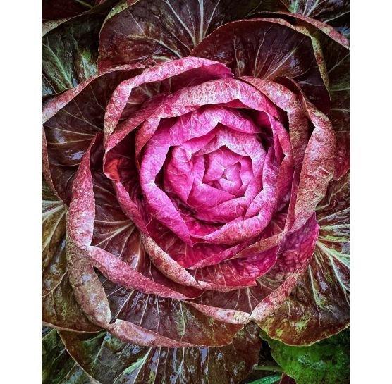 Ramarro Lettuce Radicchio Rosa Each