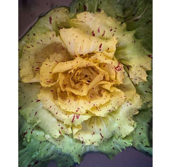Ramarro Radicchio Castelfranco Each