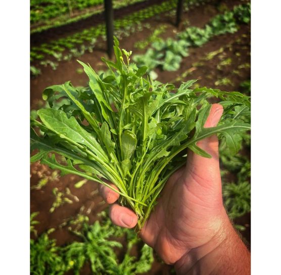 Ramarro Rocket Wild Punnet