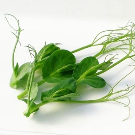 Snow Pea Tendrils Kg