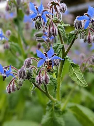 Borage Flower Punnet