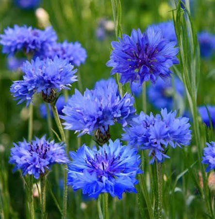 Corn Flower Punnet