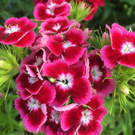 Dianthus Flower Punnet