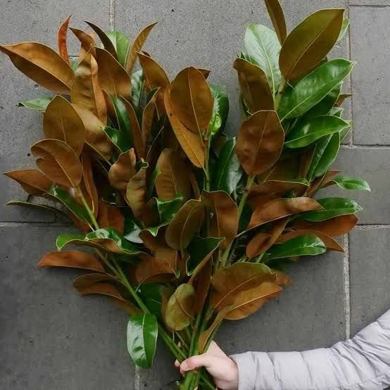 Magnolia Leaves Bunch