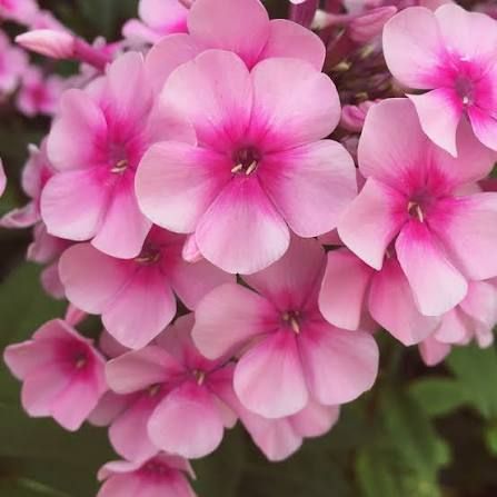 Phlox Flower Punnet