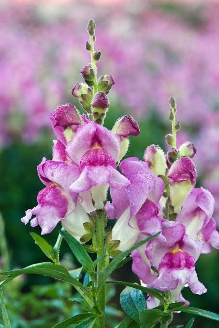 Snap Dragon Flower Punnet