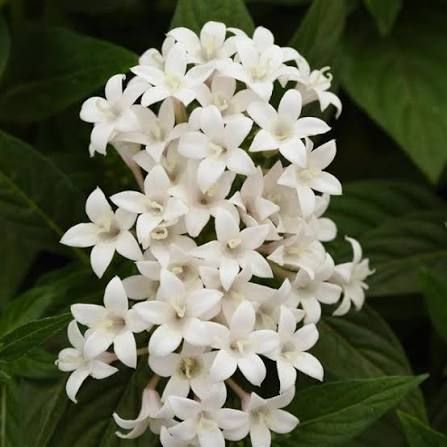 White Summer Star (Pentas) Flower Punnet