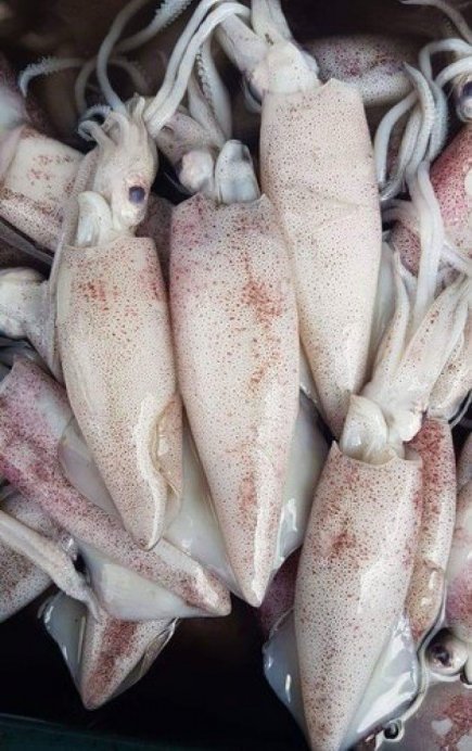 Pink Loligo 500g